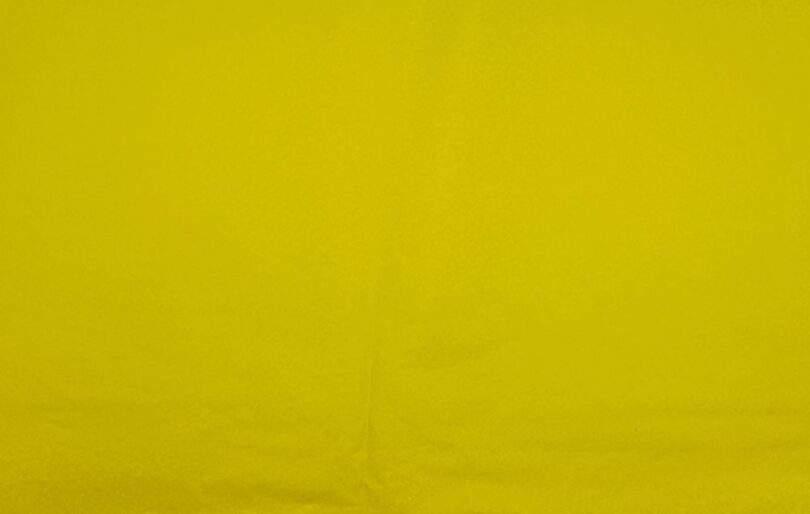 dandelion1