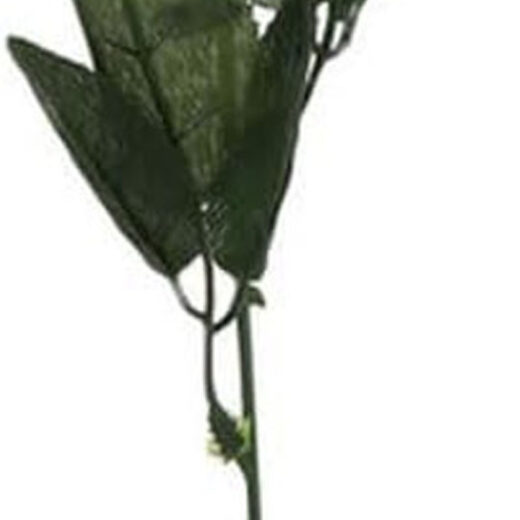 45cm Rose In Acetate Wrap - Image 3