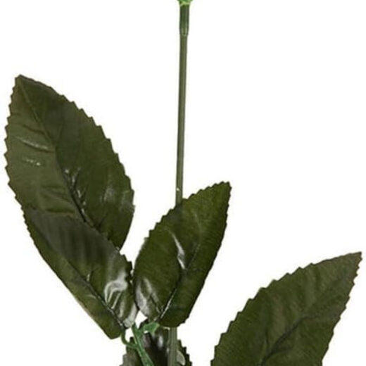 45cm Rose In Acetate Wrap - Image 4
